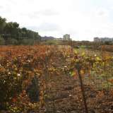 L�appezzamento � segnato da una stretta striscia verde e da filari di vite ricoperti da foglie rosse e gialle